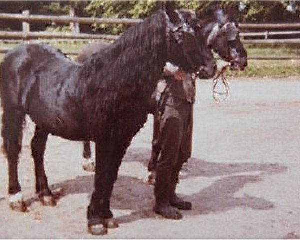 Deckhengst Olaf (Lehmkuhlener Pony, 1940, von Grane)