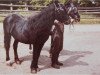 stallion Olaf (Lehmkuhlen Pony, 1940, from Grane)