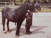 Deckhengst Olaf (Lehmkuhlener Pony, 1940, von Grane)