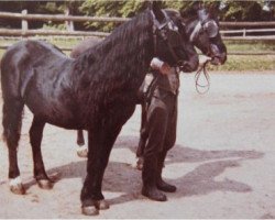 stallion Olaf (Lehmkuhlen Pony, 1940, from Grane)