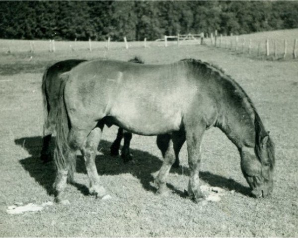 stallion Magnus (Lehmkuhlen Pony, 1941, from Grane)