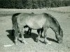 stallion Magnus (Lehmkuhlen Pony, 1941, from Grane)