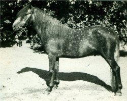 stallion Fervor (Lehmkuhlen Pony, 1933, from Schimmel)