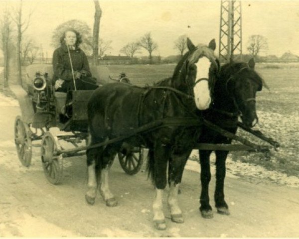 Deckhengst Speedwell (Welsh Pony (Sek.B), 1932, von Quicksilver)