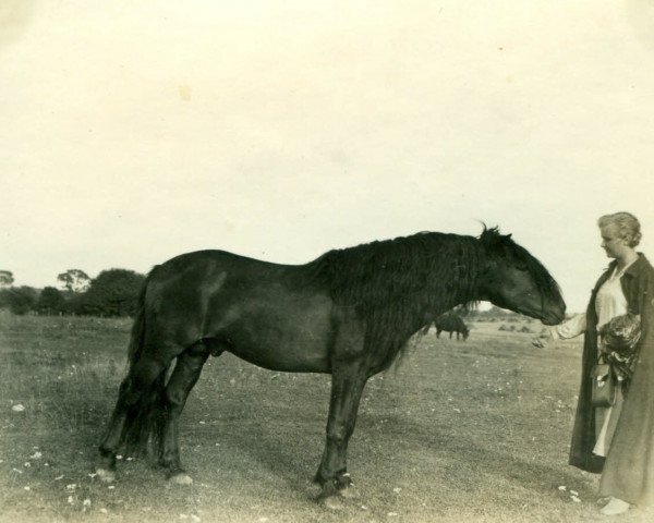 Deckhengst Favorito (Lehmkuhlener Pony, 1926, von Marquis Ito)