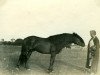 stallion Favorito (Lehmkuhlen Pony, 1926, from Marquis Ito)