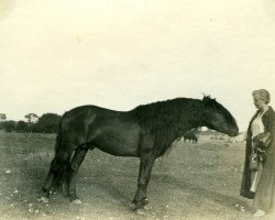 stallion Favorito (Lehmkuhlen Pony, 1926, from Marquis Ito)