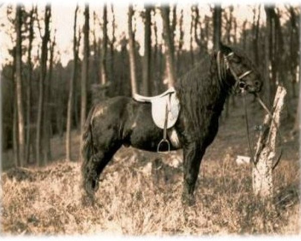 stallion Marquis Ito (Fell Pony, 1914, from Poobah)