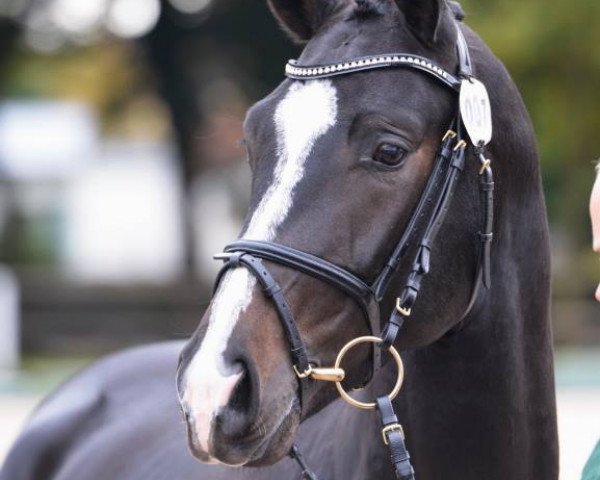 stallion Deja Magique (Zweibrücken, 2011, from Deja Vu)