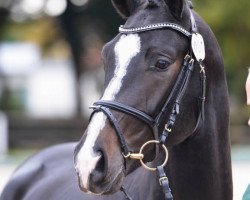 stallion Deja Magique (Zweibrücken, 2011, from Deja Vu)