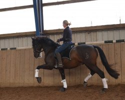 horse Florito VII (Pura Raza Espanola (PRE), 2007, from Bailador)