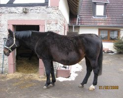 Zuchtstute Gipsy (Württemberger, 1986, von Gabriel)