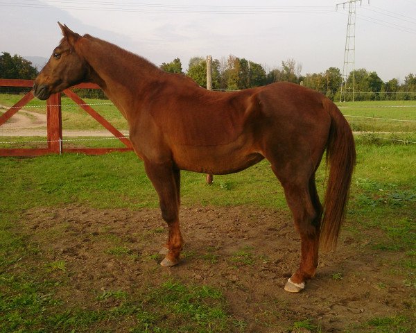 broodmare Golda (Hanoverian, 1983, from Götz 4074)