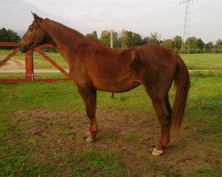 broodmare Golda (Hanoverian, 1983, from Götz 4074)