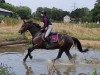 jumper Itzi Bitzy (German Sport Horse, 2013, from Laughton 3)