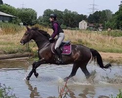 Springpferd Itzi Bitzy (Deutsches Sportpferd, 2013, von Laughton 3)