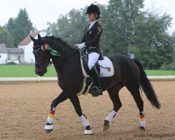 broodmare Holsteins Symphonie (German Riding Pony, 2005, from Holsteins Offizier)