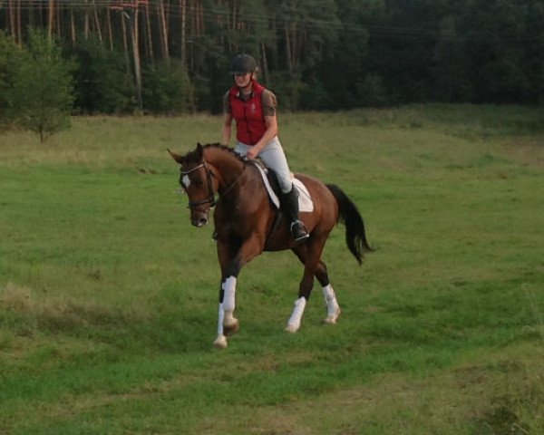 dressage horse Sir Dorn II (Mecklenburg, 2010, from Sir Galanto)