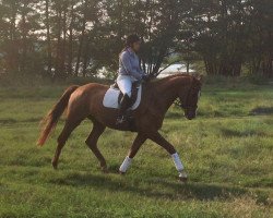 Pferd Kosynor (Trakehner, 2009, von Chateauneuf)