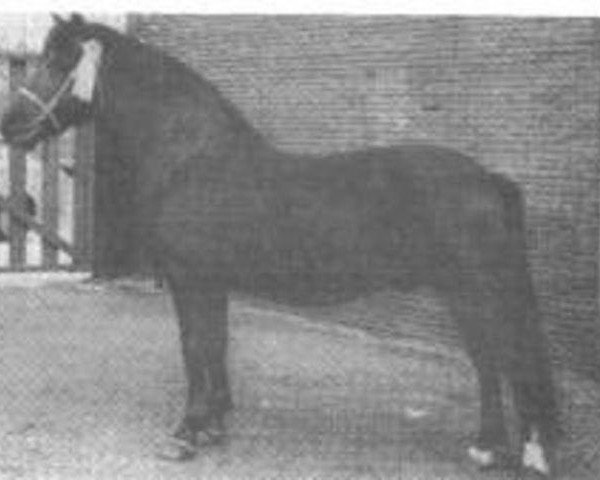stallion Wigley Nomad (New Forest Pony, 1953, from Sway Pale Face)