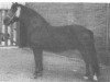 stallion Wigley Nomad (New Forest Pony, 1953, from Sway Pale Face)