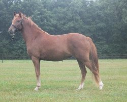 horse Pandora Optima (New Forest Pony, 2011, from Orchid's Romario II)