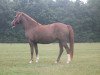 jumper Princesse Optima (Belgian Riding Pony, 2011, from Orchid's Romario II)