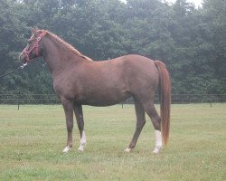 Springpferd Princesse Optima (Belgisches Reitpony, 2011, von Orchid's Romario II)