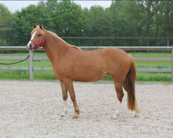 Pferd Olivia Optima (Belgisches Reitpony, 2010, von Orchid's Romario II)