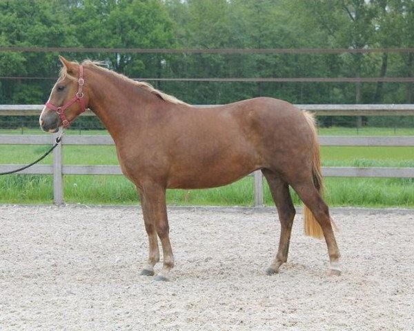 horse Orphelia Optima (New Forest Pony, 2010, from Orchid's Romario II)