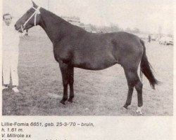 broodmare Lille-Fomia (KWPN (Royal Dutch Sporthorse), 1970, from Millerole xx)