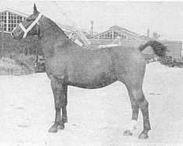 horse Mariona (Groningen, 1948, from Kambius)
