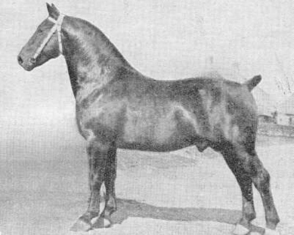 stallion Floris (Gelderland, 1941, from Kambius)