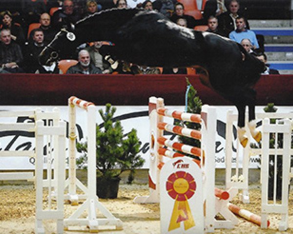 stallion Congrato (Hanoverian, 2011, from Contendro I)