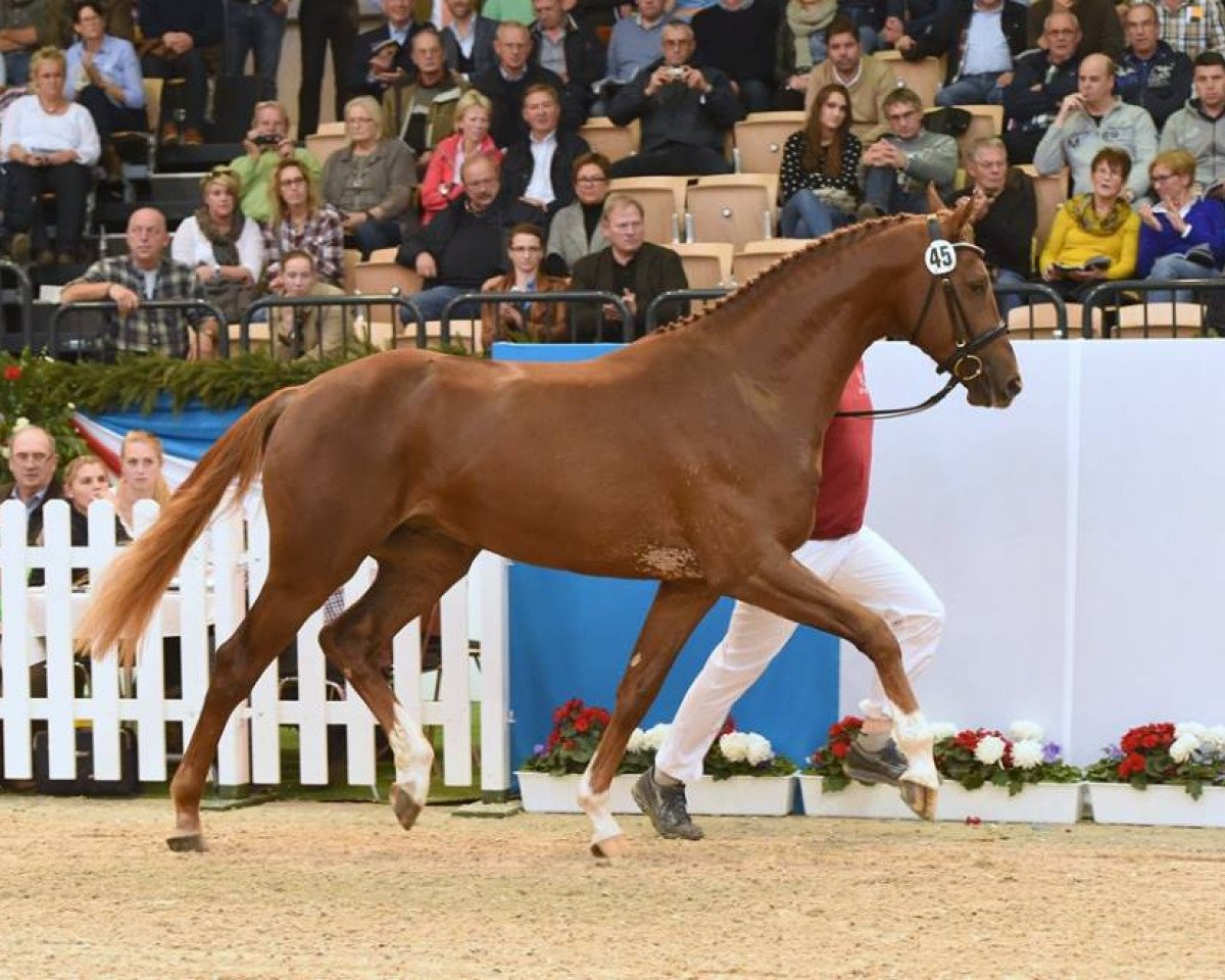 Deckhengst Ikarus Son (Holsteiner, 2012, von Ibisco xx)