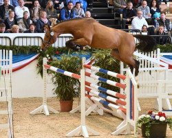 stallion Constanzehof's Barcley (Holsteiner, 2012, from Baloubet du Rouet)