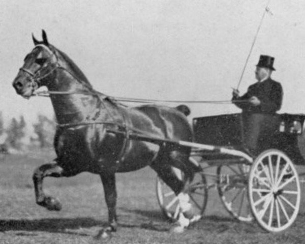 stallion Regulus (Groningen, 1915, from Wilfried)