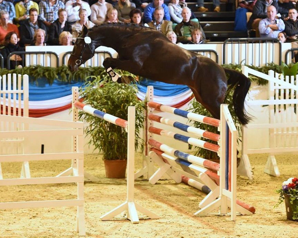 stallion Dio Cabrio (Holsteiner, 2012, from Diarado)