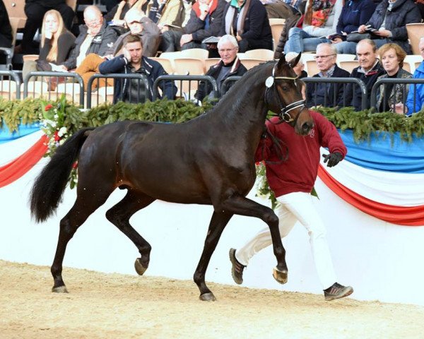 stallion Damon (Holsteiner, 2012, from Damon Hill)