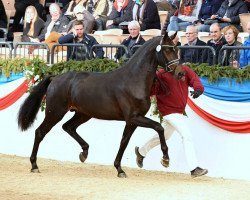 dressage horse Damon (Holsteiner, 2012, from Damon Hill)