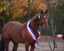 stallion Caracho (Holsteiner, 2012, from Cassilano)