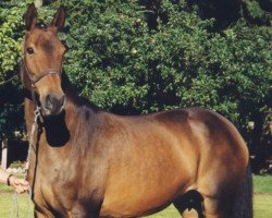 broodmare Clarissa (Hanoverian, 1992, from Calypso II)