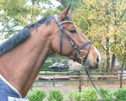 jumper Lipno (Hanoverian, 2008, from Le Cou Cou)