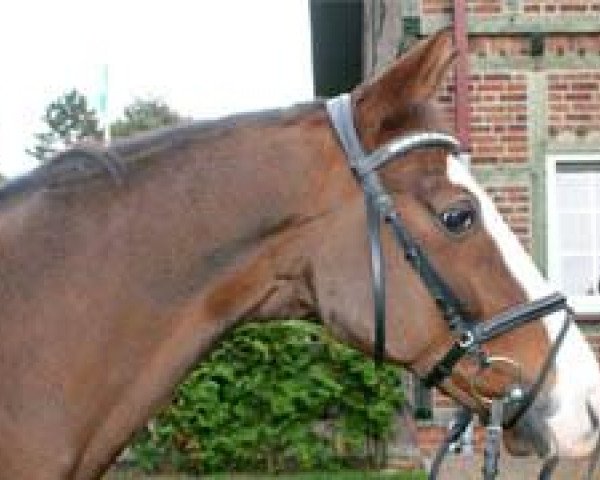 dressage horse Donald Trump (Hanoverian, 2003, from Diamond Hit)