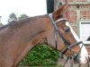 dressage horse Donald Trump (Hanoverian, 2003, from Diamond Hit)