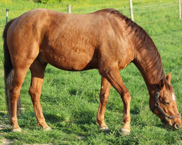 horse Scottie II (German Riding Pony, 2002, from Sazar)