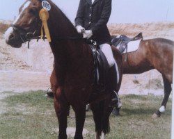 horse Bandolero 21 (German Riding Pony, 1997, from Bajadere ox)