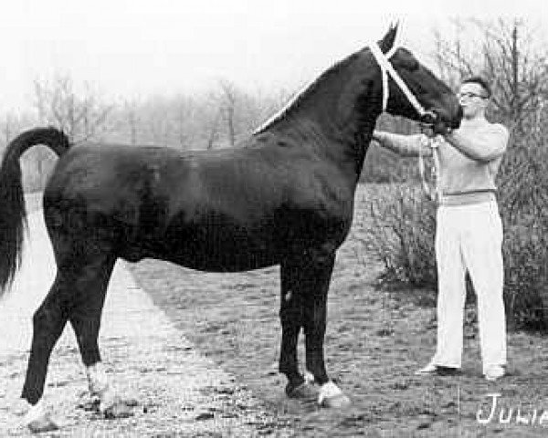 stallion Juliaan (KWPN (Royal Dutch Sporthorse), 1957, from Voorman)