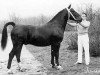 stallion Juliaan (KWPN (Royal Dutch Sporthorse), 1957, from Voorman)