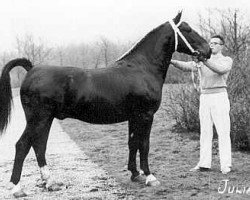 stallion Juliaan (KWPN (Royal Dutch Sporthorse), 1957, from Voorman)